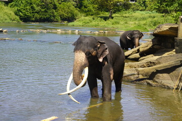 Asian Elephants Bathing and Crossing a River in Sri Lanka