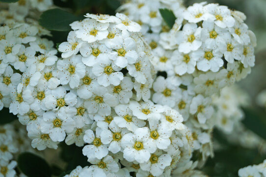 Japanese spirea flowers with white delicate petals on a bush with green leaves