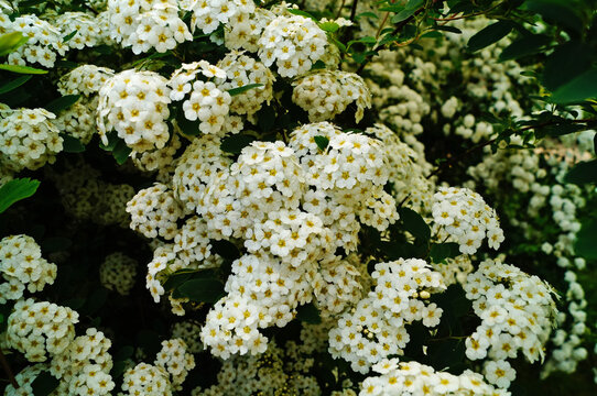 Japanese spirea flowers with white delicate petals on a bush with green leaves