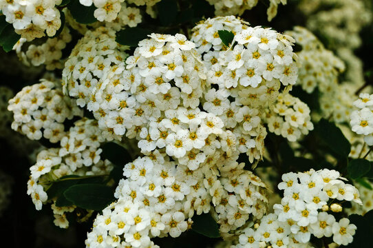 Japanese spirea flowers with white delicate petals on a bush with green leaves