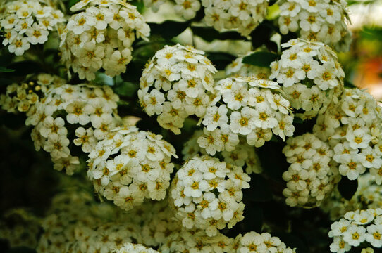 Japanese spirea flowers with white delicate petals on a bush with green leaves