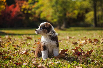 Cute Australian Shepherd puppy with blue eyes sitting on green grass covered with autumn leaves, looking into the distance in a sunny park.