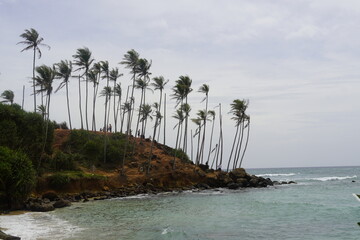 Tropical Palm Trees Overlooking Turquoise Ocean in Sri Lanka