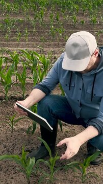 agriculture, farmer working corn field digital tablet, Rural business transformed by tablets, Sustainable yield tracking, Young sprout emergence, Digital solutions in corn production, Future-oriented