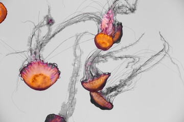 Orange jellyfish drifting in light water with long translucent tentacles