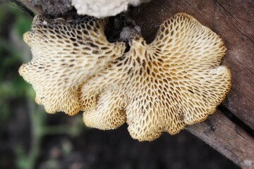 wild mushrooms growing on oil palm trees