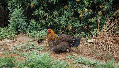 Hen with Chicks in a Natural Rural Environment