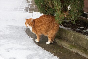 A red shorthaired tabby cat walks in the first snow