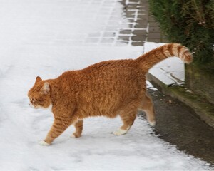 A red shorthaired tabby cat walks in the first snow