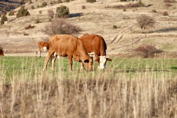 Cows pasture sunset on the green grass in a field