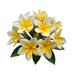 Obraz premium Yellow and white Plumeria Frangipani flowers isolated on white photo