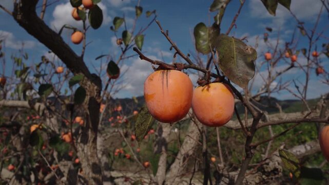 persimmon treen and fruit in the fall month at harvest time in spain