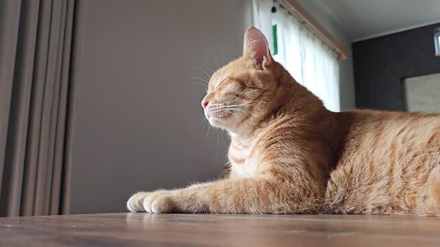 An orange cat rests on a wooden table in a modern home, slowly blinking at the camera before turning away. Soft daylight highlights a peaceful, relaxed moment of quiet indoor comfort.
