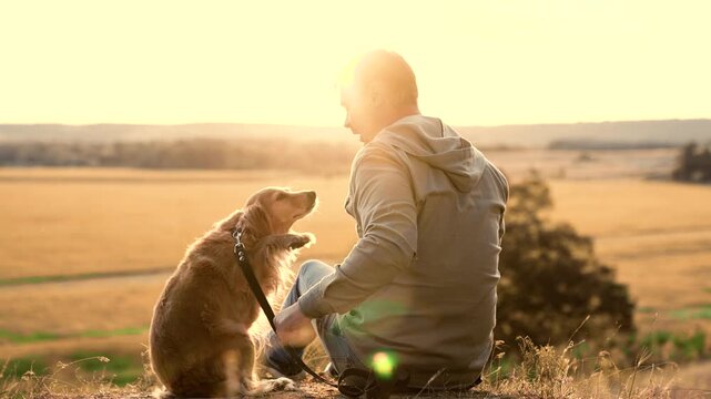 Cocker spaniel dog gives paw and rolls over playing with man owner in country field at sunset man trains smart ginger dog resting in summer park man strokes tummy of fluffy spaniel dog in dusk field