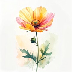 Watercolor Illustration of a Yellow and Pink Poppy Flower on White Background
