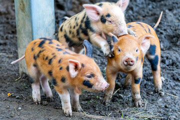 Kunekune Piglets with Distinctive Wattles in Pasture © Olga