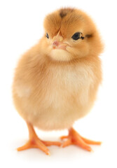 Obraz premium Cute fluffy brown chicken or chick isolated on white