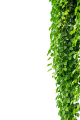 vine frame leaf vine circle Isolate on transparent background PNG file