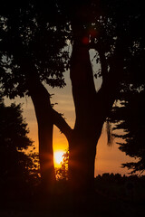 sunset over the forest 