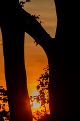 sunset over the forest 