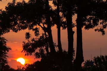 sunset over the forest 