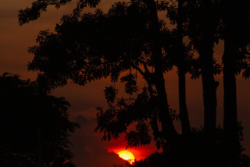 sunset over the forest 
