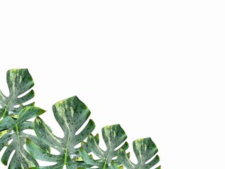 Lush border of variegated Monstera Albo leaves with organic white marbling isolated on white background.