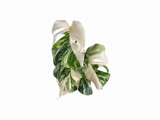 Single Monstera Deliciosa Albo leaf with unique white variegation pattern isolated on pure white background.
