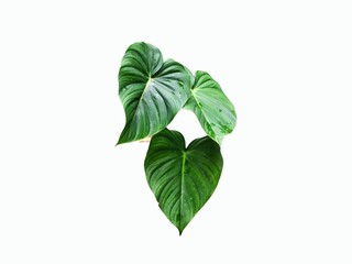 Fresh green Monstera Deliciosa leaf with yellow variegation and holes isolated on white background.