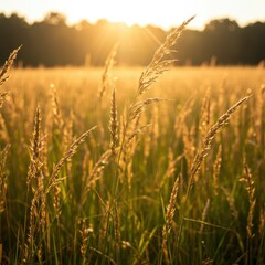 Naklejka premium Golden summer meadow bathed in warm sunlight. Tall wild grasses and seed heads sway gently against a bright, hazy sky ,tranquil ,grass ,freedom