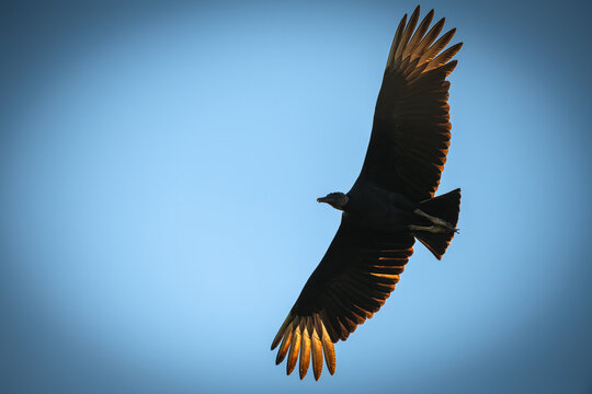 Vulture Flying Against a Clear Blue Sky With Wings Fully Spread
