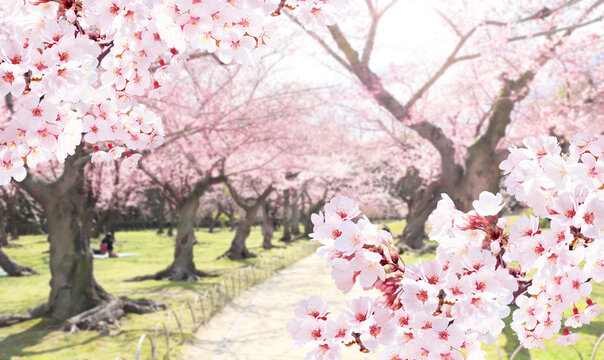 Alley with blooming sakura trees in garden, Okayama, Japan. Japanese hanami festival. Cherry blossoming season in Japan. Beautiful nature spring scene with strolling path and branch of blooming sakura