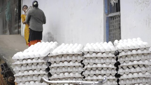 Unraveling the Egg Production Journey in India