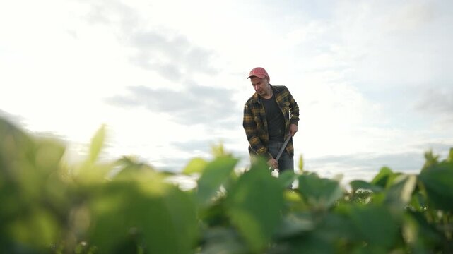 Farmer working soybean field with hoe. farmer maintaining soybean crops. Agricultural worker hoeing for better yield. Farmer plaid shirt working agribusiness. Hoeing soybean field for optimal growth.