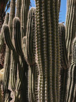 Close-Up of Tall Cactus in Desert Landscape