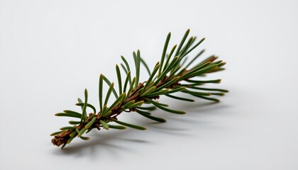 A single conifer branch with green needles against a white background.