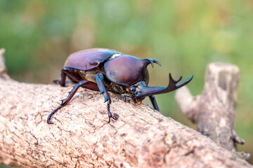 Dark brown red Japanese rhinoceros beetle Kabutomushi - Trypoxylus dichotomus or Allomyrina dichotomus on tree branch of natural field.