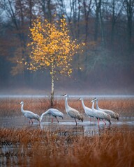 Graceful cranes stand in a misty autumn wetland