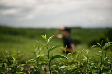 Close-up of fresh green tea leaves growing in a plantation, with a traveler blurred in the background, symbolizing nature, agriculture, and exploration