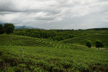 Fototapeta premium Scenic tea plantation landscape with neatly arranged tea plants and irrigation systems, highlighting organic agriculture and natural countryside beauty