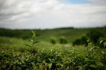 Close-up of fresh tea leaves growing in a lush plantation, symbolizing natural growth, organic farming, and sustainable agriculture