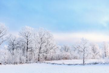Cultural landscape a cold winter day with frosty trees