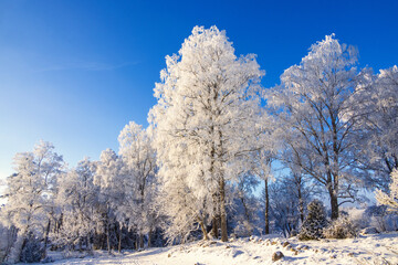 Grove of trees with hoarfrost at a meadow a cold snowy winter day