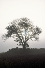 Obraz premium Leafless tree in silhouette with the sun shining through the branches in the countryside