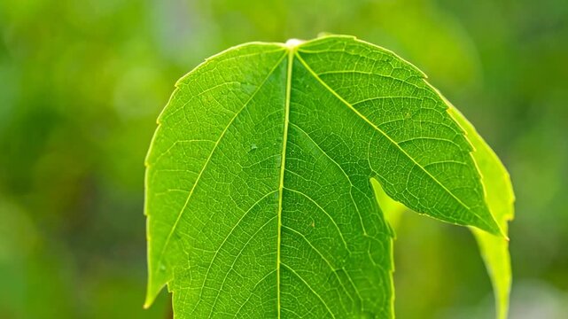 A close-up shot of a vibrant green leaf, its intricate veins and texture showcased against blurred background