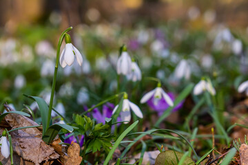 White snowdrop flowers. Galanthus blossoms illuminated by the sun in the green blurred background, early spring. Galanthus nivalis bulbous, perennial herbaceous plant in Amaryllidaceae family