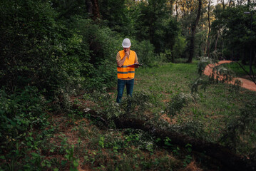 Forest engineer inspecting fallen tree after storm damage