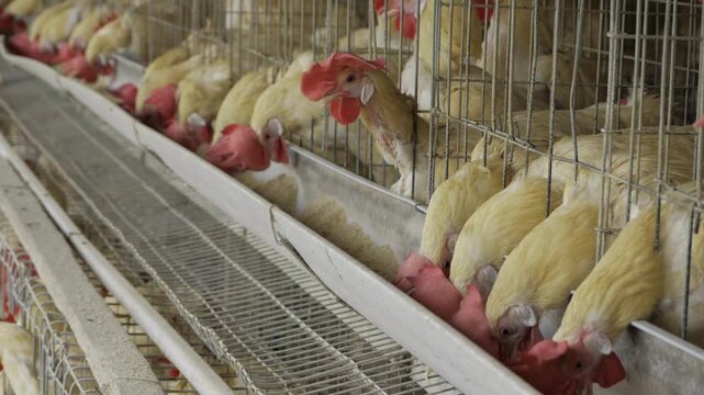 Chicken Egg Production - Insight into a Busy Farm