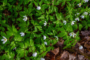 The many white wild flowers in spring forest. Blossom beauty, nature, natural. Sunny summer day, green grass in park. Anemonoides nemorosa