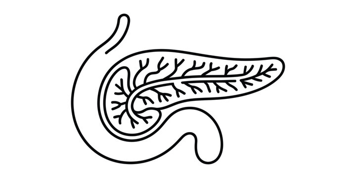 Continuous line drawing of human pancreas anatomy Vector, illustration